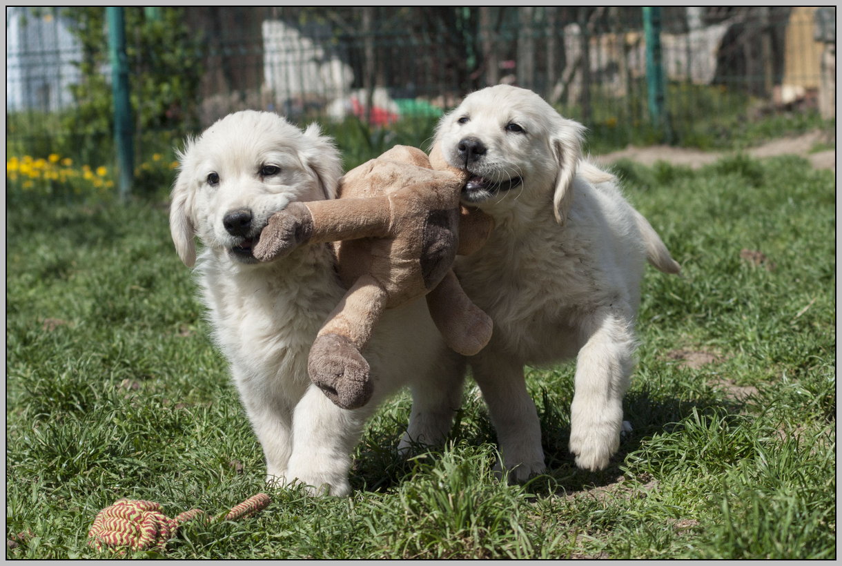 Nordic golden retriever discount